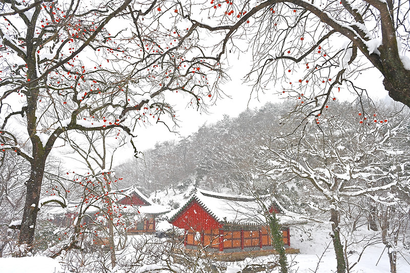 렌즈로 본 세상 :: 사찰의 설경