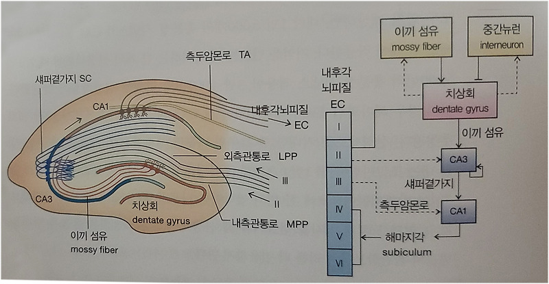 해마