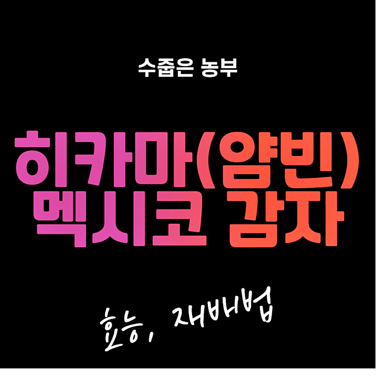 히카마(얌빈,멕시코감자)의 효능 재배법 - 수줍은 농부
