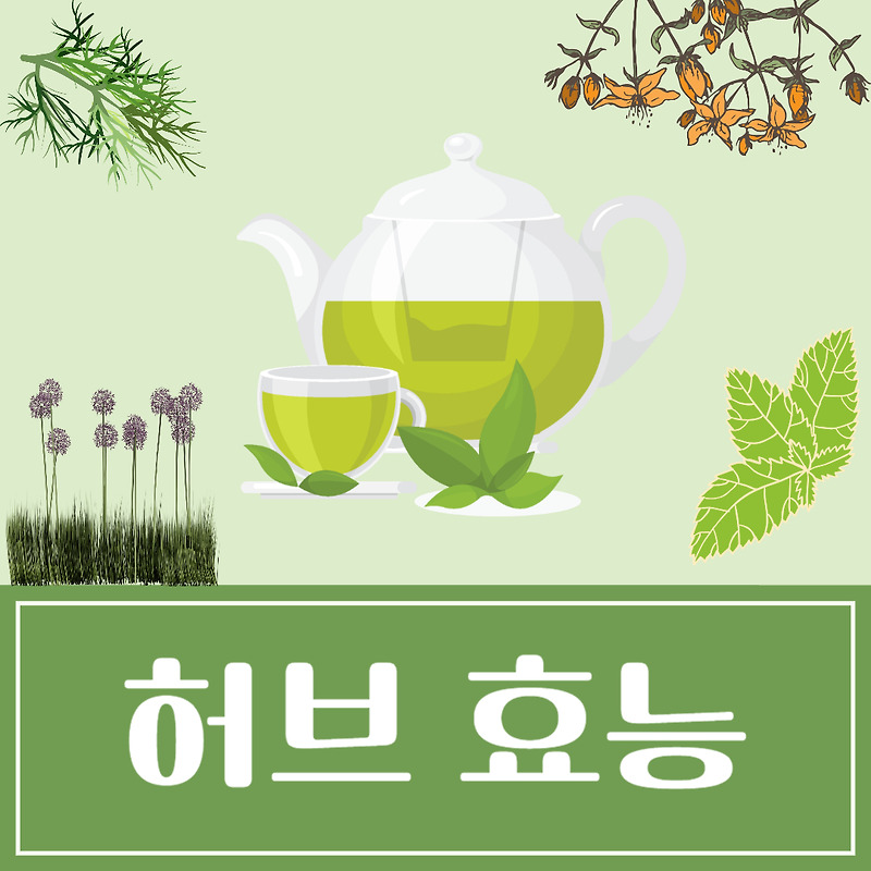 허브 종류 5가지 및 효능 알아보기