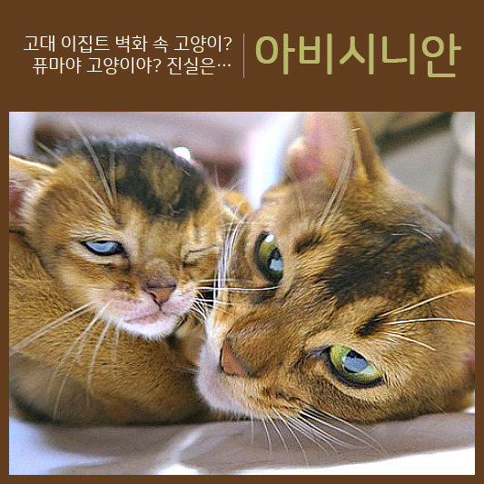 고대 이집트 벽화에 등장한 고양이가 아비시니안?