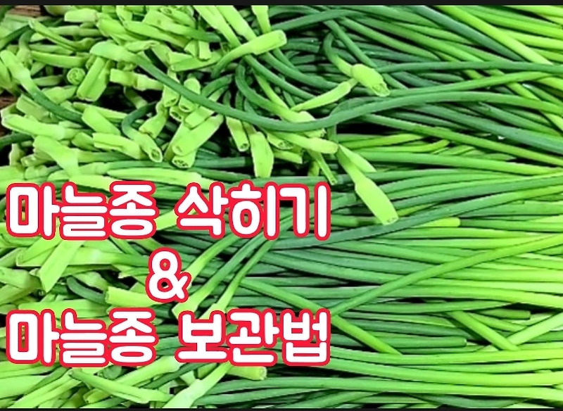 마늘쫑 삭히기와 장기보관법! 짜지않아 바로 무쳐 먹을 수 있게 삭히는 법과 냉동 보관법.