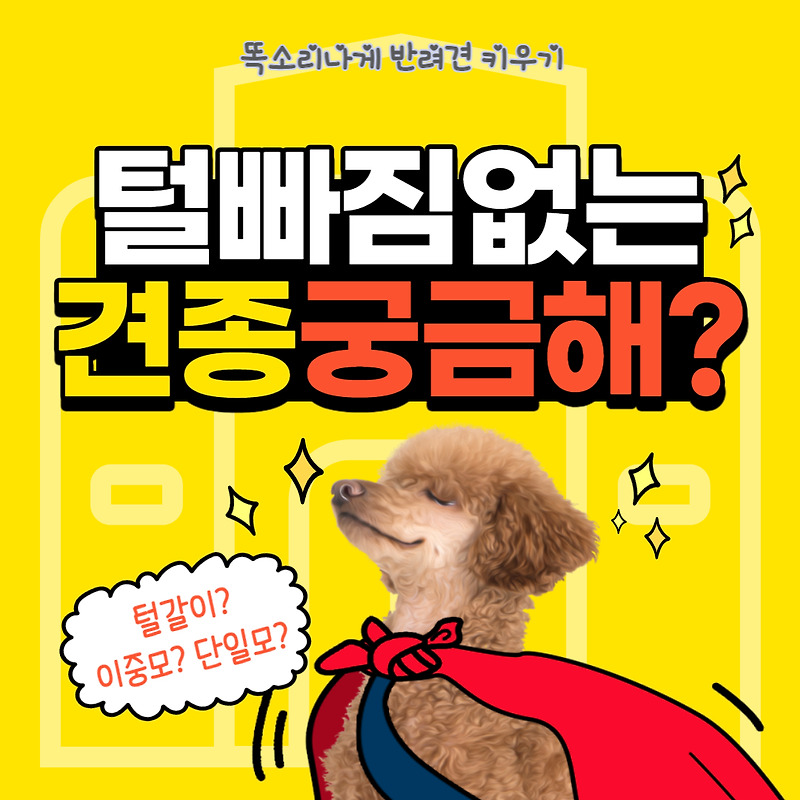 털 안빠지는 강아지, 털 빠짐 적은 강아지 종류 알아보기