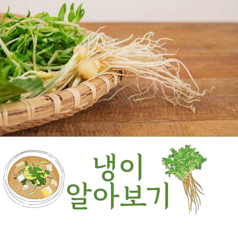 냉이 효능과 냉이 고르는 법 알아보기