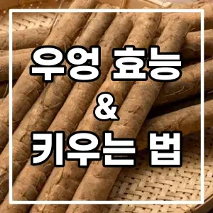 우엉 효능과 키우는 방법