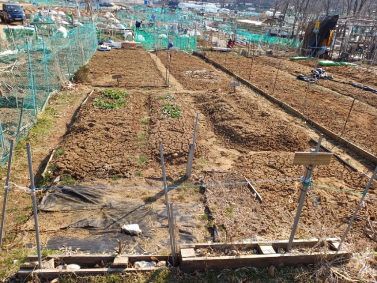 서오릉 주말농장 가격 분양 받기 고양 덕양구 삼송 원흥 도래울 텃밭.
