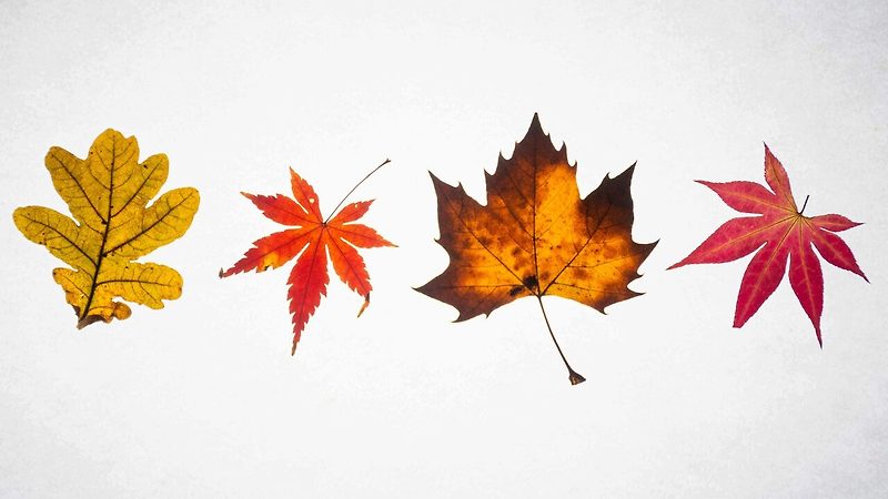 [미국영어] 가을 낙엽 이디엄, Idiom with Autumn Leaves