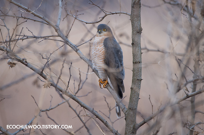 새매 Accipiter nisus