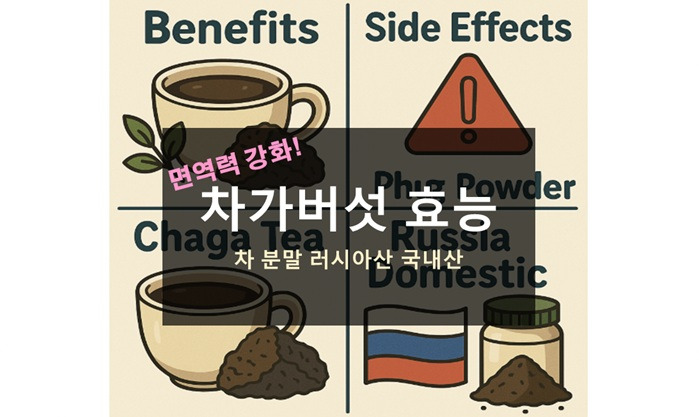 차가버섯 효능 차 분말 부작용 러시아산 국내산