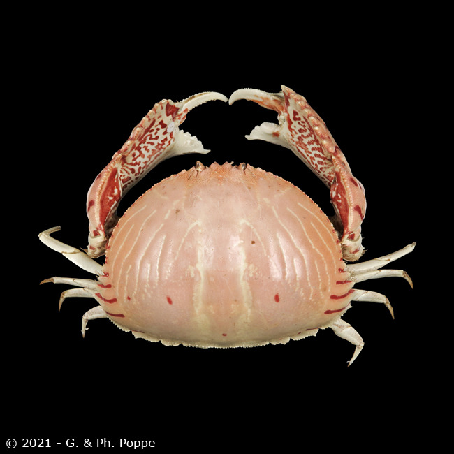20.Calappa clypeata