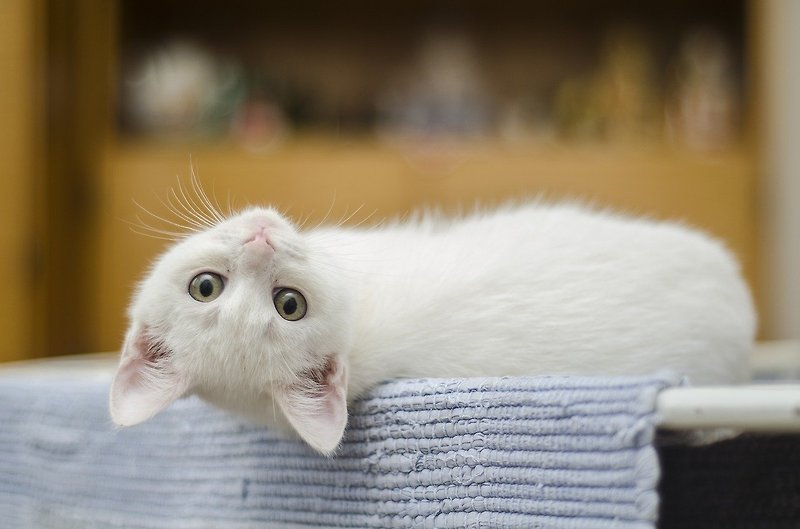 고양이 허피스 자가치료! (헤르페스)