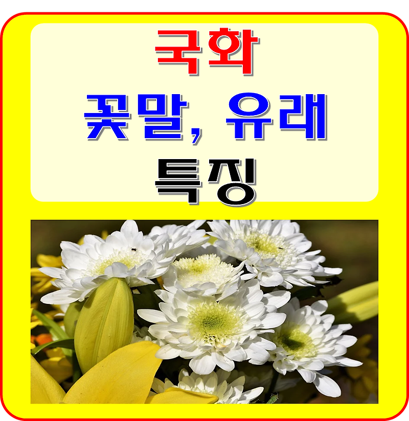 국화 꽃의 특징, 꽃말, 이름의 유래를 알아볼까요? (빨강, 파랑, 보라 국화)