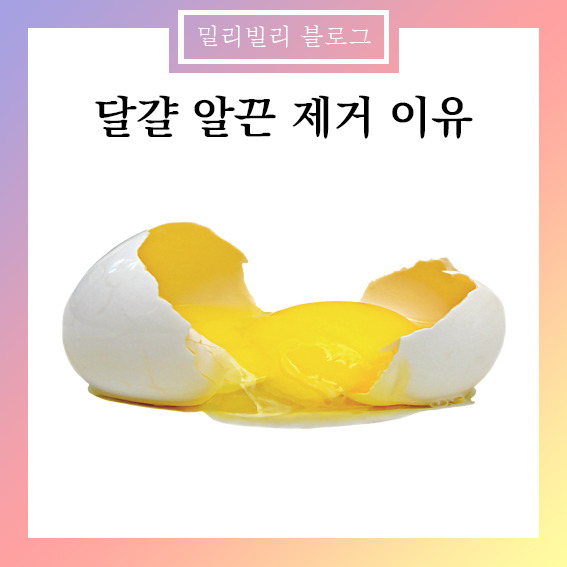 달걀 계란 알끈 제거 하는 이유 , 이제는 제거하지 않아도 돼요 ! 달걀 알끈 노른자 콜레스테롤 :: 밀리빌리
