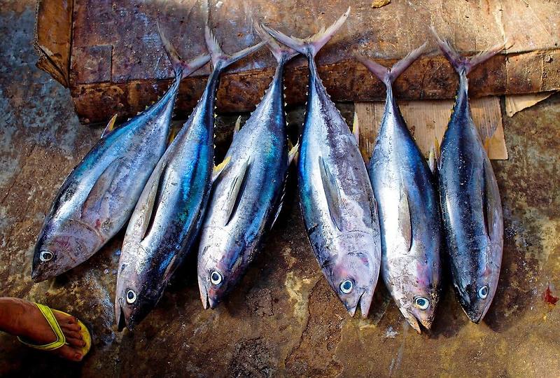 등푸른 생선의 종류와 효능(+등푸른 생선으로 할 수 있는 요리)