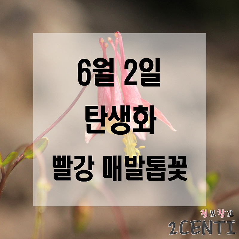 6월 2일 탄생화 빨강 매발톱꽃 (Columbine) 꽃말, 의미, 전설