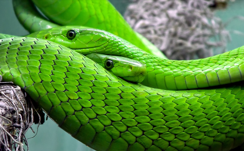 뱀꿈 구렁이 꿈해몽 꿈속에서 초록색 뱀을 봤다면?