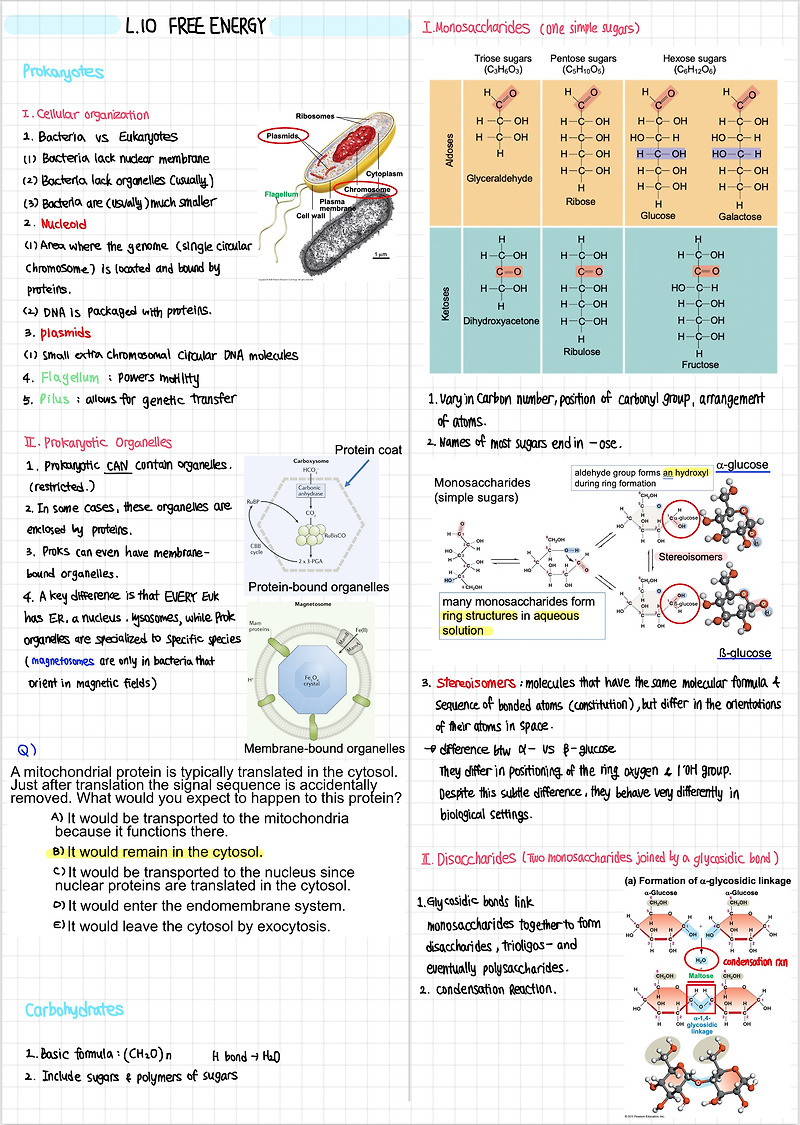 l10-11-free-energy-enzyme-kinetics