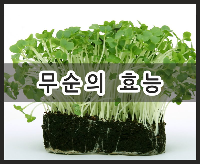 무순의 정보와 효능, 부작용 - Heybook (헤이북)