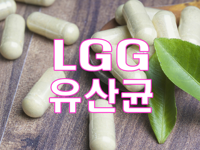 LGG유산균 효능 다이어트