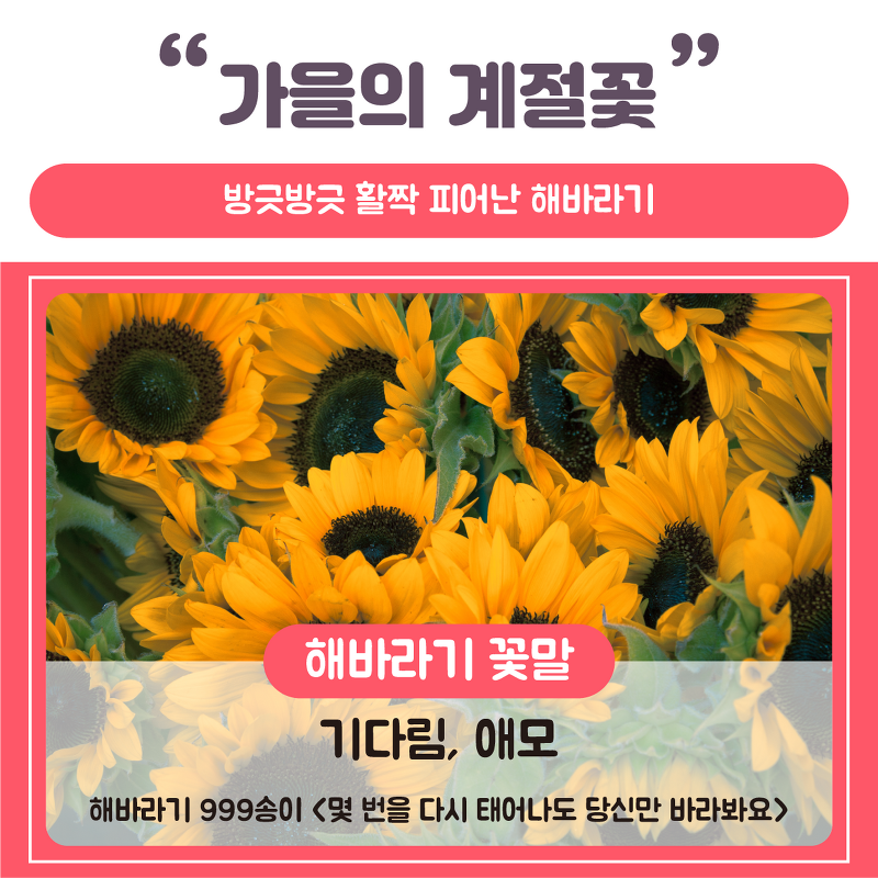 [SNS 카드뉴스] 플라워스토어 SNS 카드뉴스.ver2