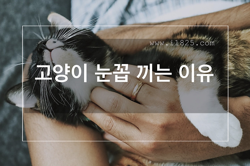 고양이 눈꼽 끼는 이유 Ft. 감염, 비만