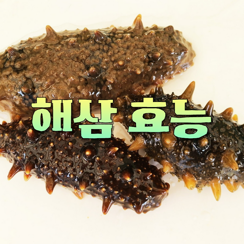 해삼 효능 영양성분 고르는법 부작용