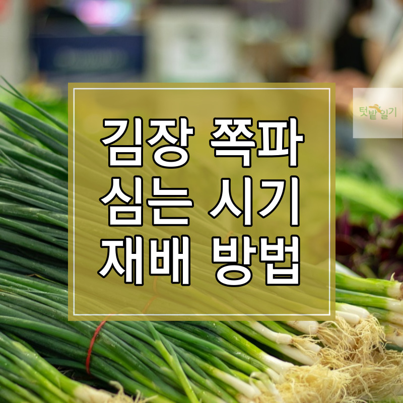 2023년 가을 김장 쪽파 심는 시기 및 재배방법 알아보기