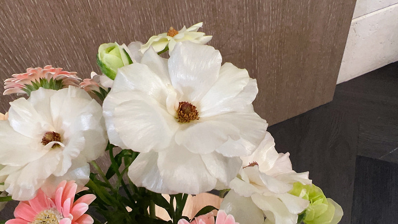꽃 정보 02. 라넌큘러스 아리아드네(Ranunculus Ariadne) 꽃말, 관리 방법