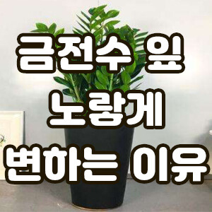 금전수 잎이 노랗게 변하는 이유,대처방법 - 정보 뉴스