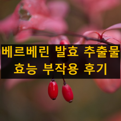 베르베린 발효 추출물 효능 효과 부작용 복용법 복용 후기