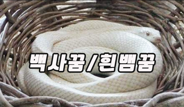 백사꿈 흰뱀꿈 해몽