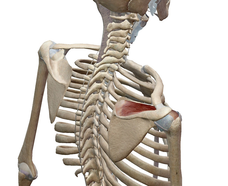 7. 극상근(Supraspinatus) 해부학 [알면 이득 모르면 손해]