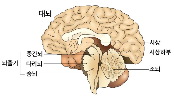 중추 신경계(뇌와 척수)의 개념과 종류 및 기능