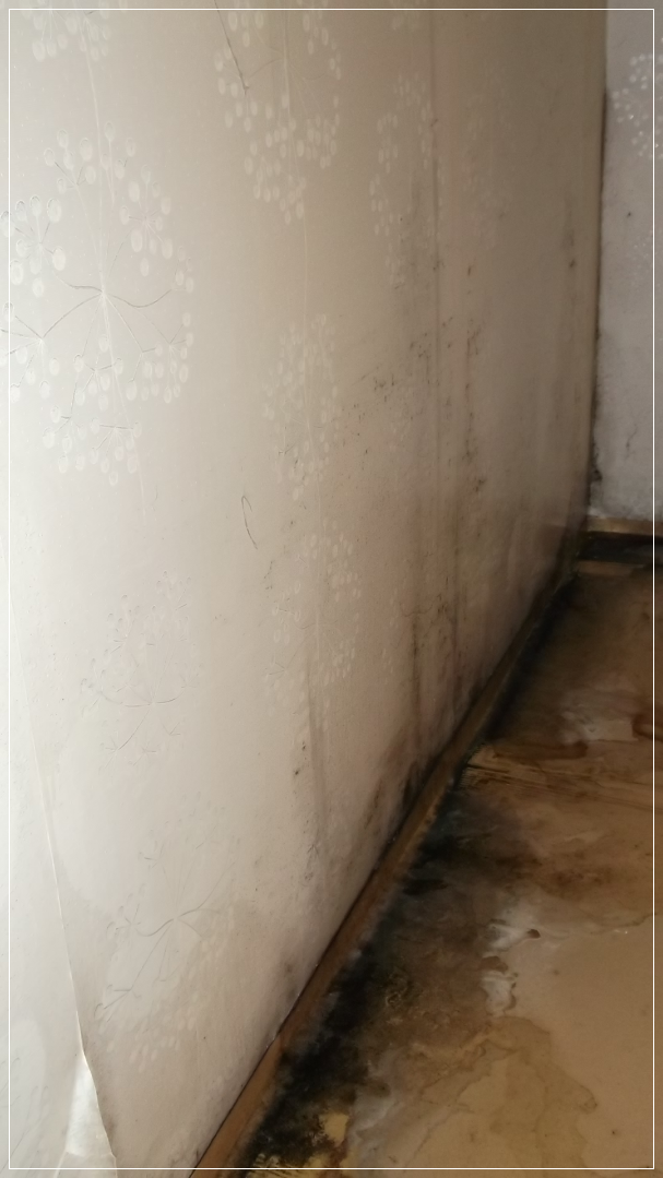가구 뒤 벽지 및 바닥 곰팡이제거 후 포자 살균!!!