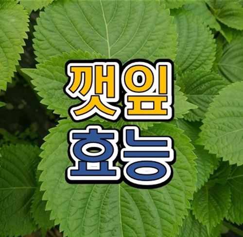 깻잎 효능 8가지