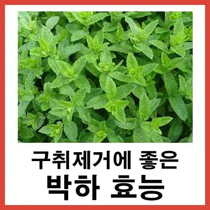 구취제거에 효과만점.. 박하 효능 및 부작용, 섭취 시 주의할점