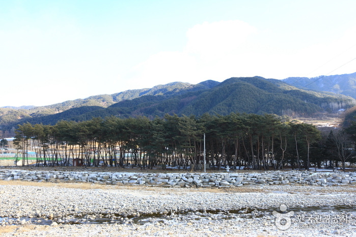 경상남도 거창군 - 장풍숲