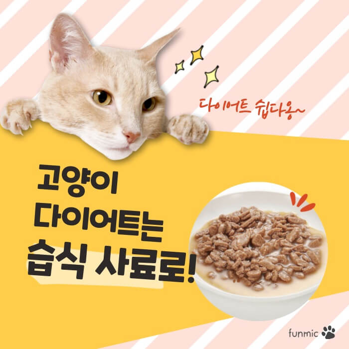 고양이 다이어트 사료, 건식보다 습식이 좋다?!