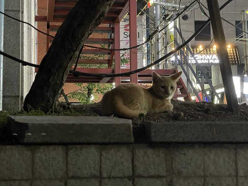 고양이 대표간식 챠오츄르 맛 종류와 일일 권장량 알아보아요 - 메이들린의 작은 오두막집