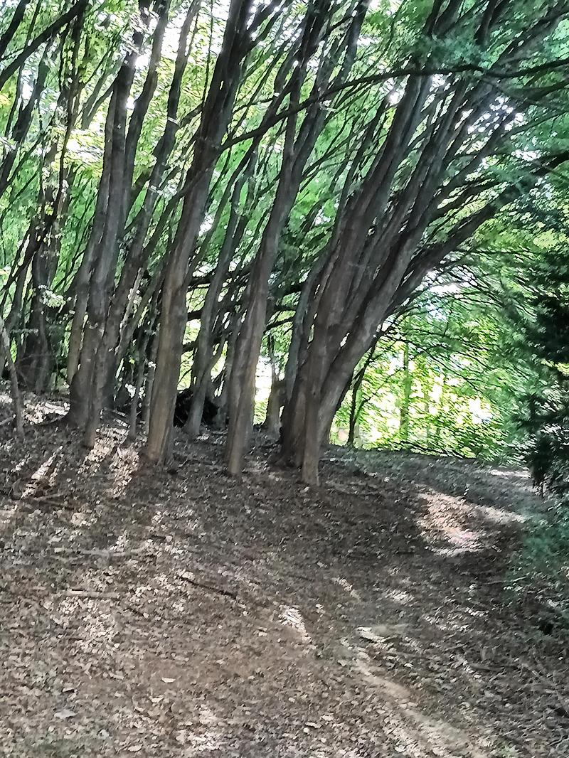 가끔 시쓰기-그 산길