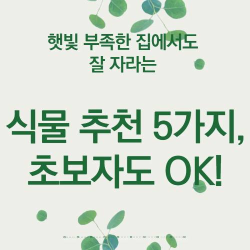 햇빛 부족한 집에서도 잘 자라는 식물 추천 5가지, 초보자도 OK!