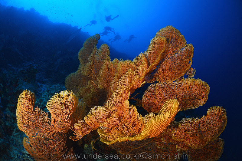 Seafan in Doljo Beach, Bohol, Philippines