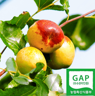 6시내고향 울산 사과대추 택배 청솔농원