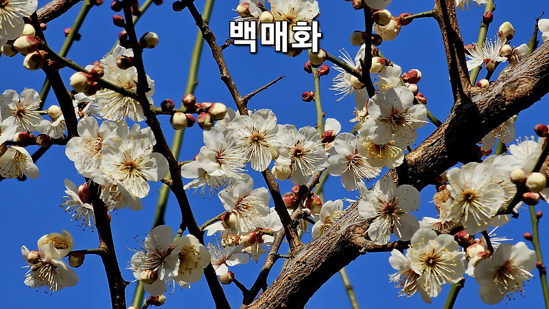 대구 봄꽃소식 // 대구약전골목 봄의 전령사 암억제 효능이 탁월한 백매화,꽃,효능,전설.