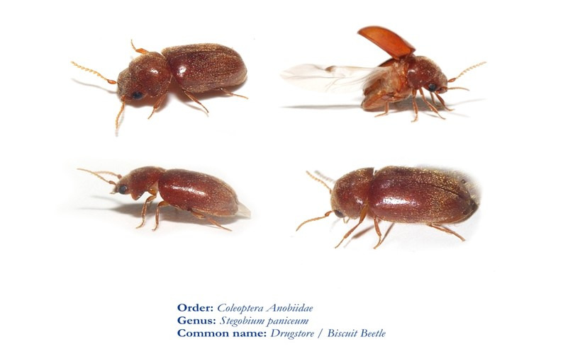 Top 31 권연 벌레 물린 자국 Quick Answer