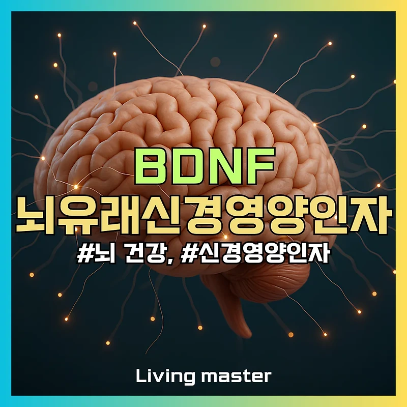 기억력부터 기분까지! BDNF(뇌유래신경영양인자) 부족이 당신의 뇌에 미치는 영향과 늘리는 법
