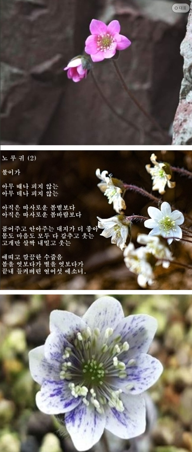 노 루 귀 (2) /불이가