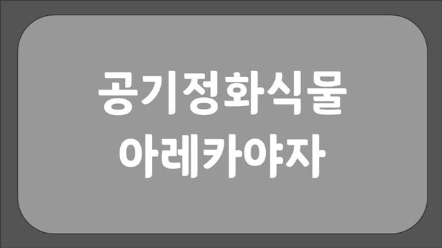 아레카야자 효능 잎이 누렇게 되는 이유