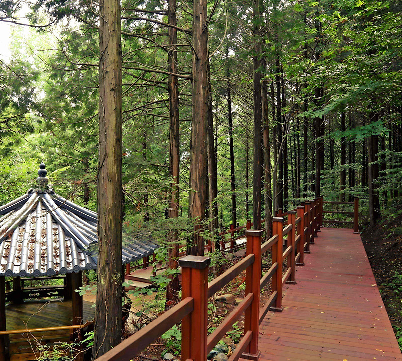 경주 숨은 명소, 편백나무숲내음길에서 피톤치드 샤워! 🌲