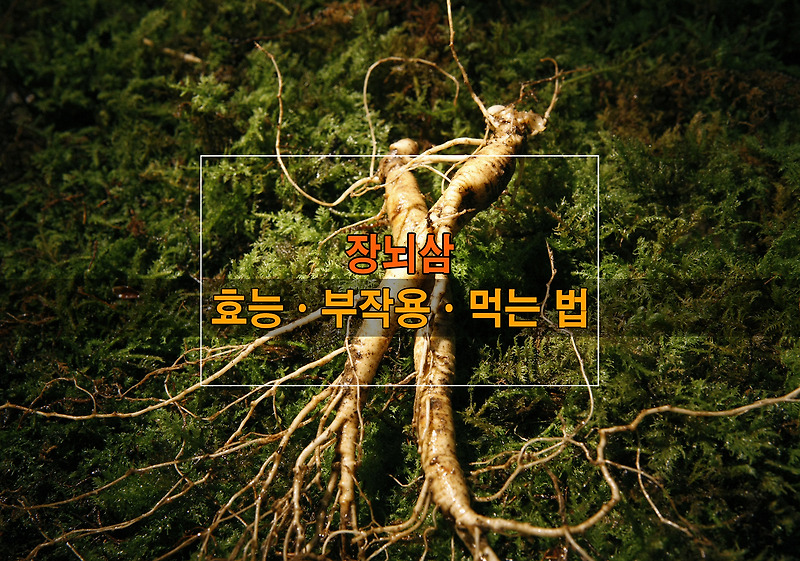 장뇌삼의 효능ㆍ부작용ㆍ영양 성분